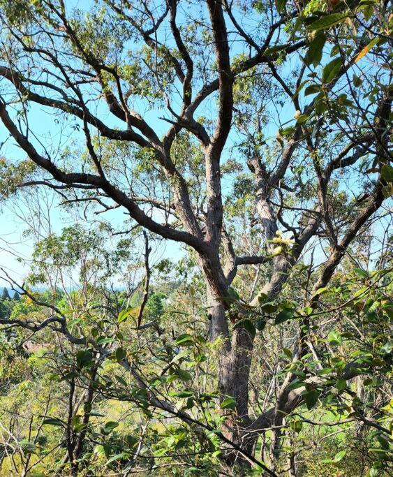 The Black Cockatoo - Secret Garden Treetops Home Katoomba Esterno foto